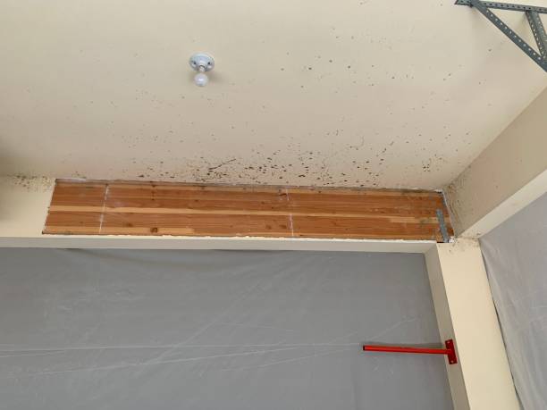 Best Water Damage & Mold Remediation  in USA